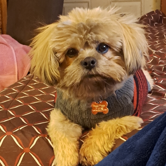 Meet your Posher, Sylvia - Picture 5 of 6